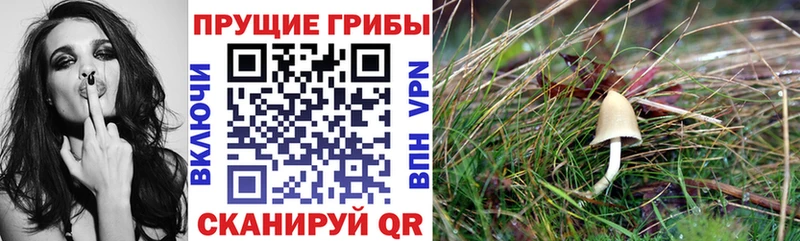 shop формула гидра ссылка Ржев наркотики Псилоцибиновые грибы Psilocybe